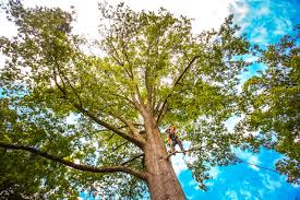 Best Tree Preservation Services  in Koontz Lake, IN