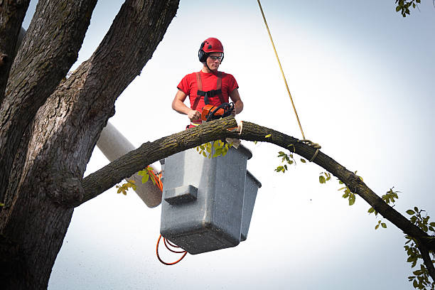 Best Tree Maintenance Programs  in Koontz Lake, IN